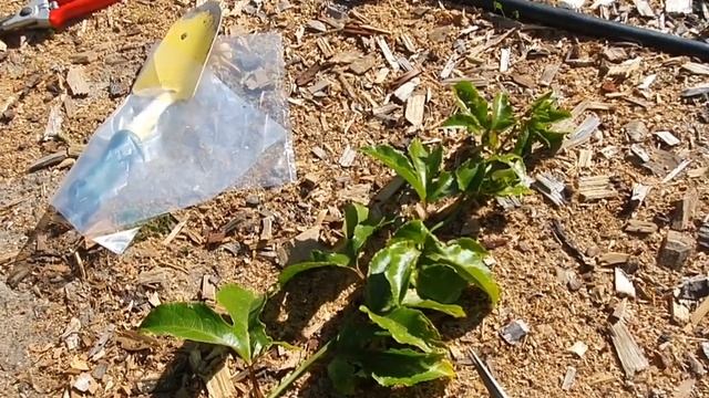 The Granadilla Growth Care and Culture_Passiflora edulis смотреть онлайн