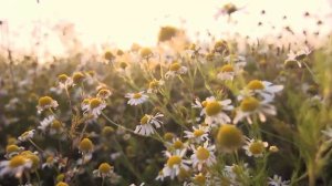 ♫♥♫ Великие композиторы ~  ЛИСТ ~ Лучшее/Great composers -Liszt-The Best