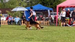 ПП 084 Лайтатурм ДЕРБИ / Моно немецких овчарок ПК БРОННИЦЫ 10.08.2024