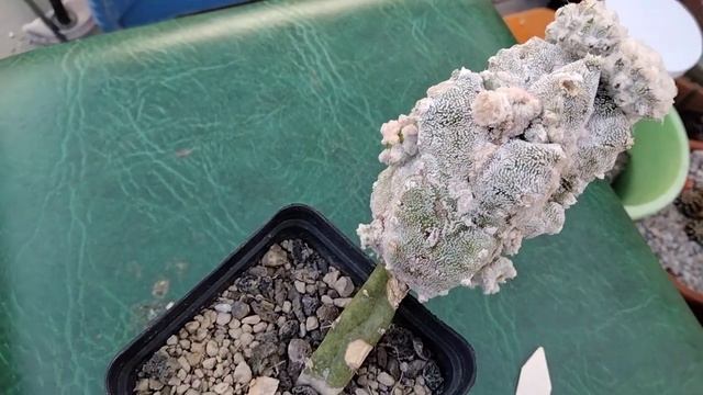 Зимние потери кактусов.Обрезка кактуса.Линька литопсов.Зимовка литопсов.Lithops verruculosa. смотреть онлайн