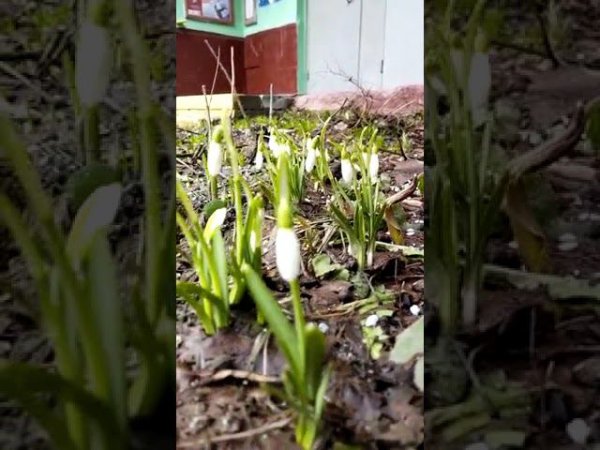 Подснежники #spring #flower #plant