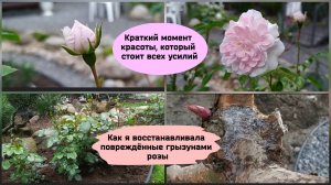 Как я восстанавливала повреждённые грызунами розы.