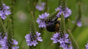 Verbena hastata in July and September