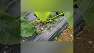 Боремся с личинкой майского жука. Испытание биопрепарата Метаризин.