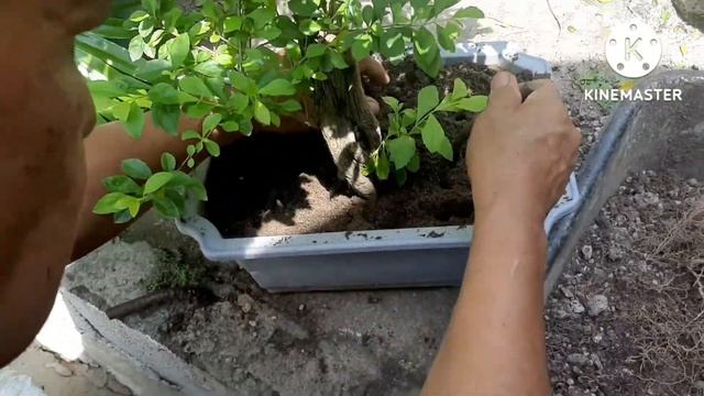 Updates of my Golden Duranta and Replacing with Pure River Sand. смотреть онлайн