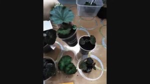 Бегония из семян.Семена от "Беллы". Что вырасло?Честный обзор