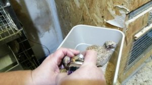 КАННИБАЛИЗМ ПЕРЕПЕЛОВ.mp4