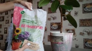 ФИКУС каучуконосный. ПЕРЕСАДКА.