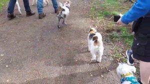 Fox terrier fun at Haddo