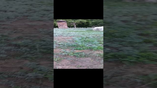 Старая, пожарная каланча.