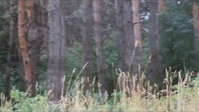 Лес смотреть онлайн