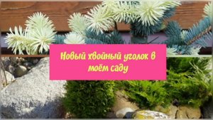 Новый хвойный уголок в моём саду.