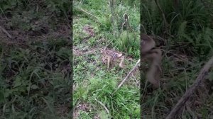 Новорожденный оленёнок в дикой природе. Алтай?