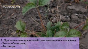 Обработка Клубники от Болезней и Вредителей - Чем Обработать Клубнику в Конце Сезона