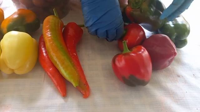 Обзор сортов помидор и перцев на конец августа#перец #томаты #дача #огород #урожай #сад #помидоры смотреть онлайн