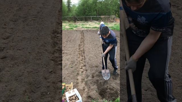 Сегодня сажу картошку на вспаханном вчера поле.