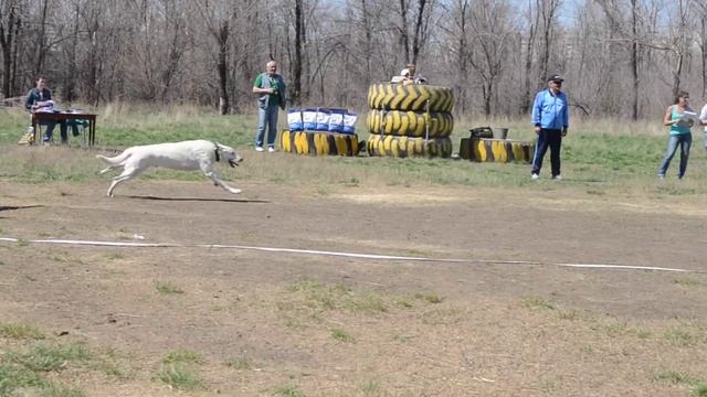 Соревнования " Собак - телохранитель 2015" Упражнение № 3 смотреть онлайн