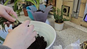 БОЛЬШАЯ ПЕРЕСАДКА КОМНАТНЫХ РАСТЕНИЙ #цветы #влог #растения #