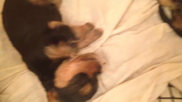 Наши щенки йоркширского терьера смотреть онлайн