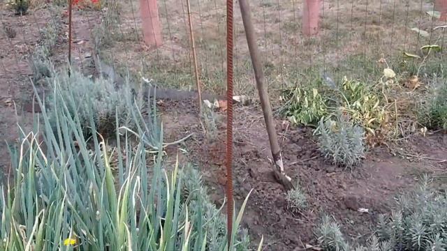 Лаванда в сентябре. Выращивание и уход. смотреть онлайн