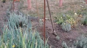 Лаванда в сентябре. Выращивание и уход.