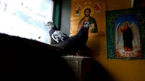 Голуби бакинские Чили
