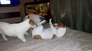 мои Красотки Джек рассел терьер