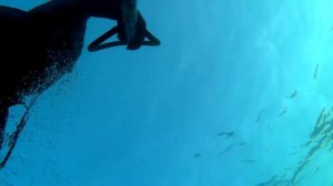 Удачная подводная охота. Владивосток. Темный, желтый и Терпуг.