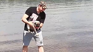 Мопс Боня на речке. #мопс #мопсбоня #pug #dog #funnydog #funnypug