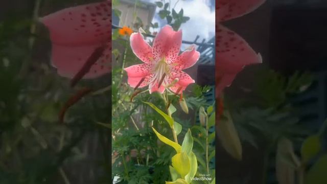 Dancing Pink Lily my love; first bloom with cosmos and sunflowers