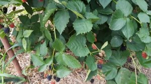 Ожина (ежевика) Небеса могут подождать .