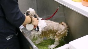 Груминг ши-тцу, уход за шерстью, особенности мытья, гигиеническая стрижка дома