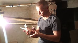 Спорт для начинающих голубеводов (чать 2)