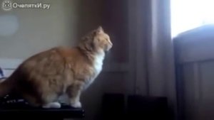Неспортивный кот )))