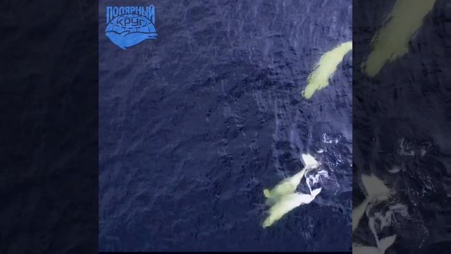 Белухи в Белом Море смотреть онлайн
