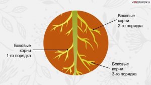 Строение и многообразие покрытосеменных растений