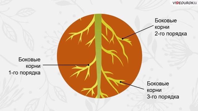 Треть корень. Боковые корни первого порядка. Боковые корни первого и второго порядка. Корни третьего порядка. Ветвление боковых корней.