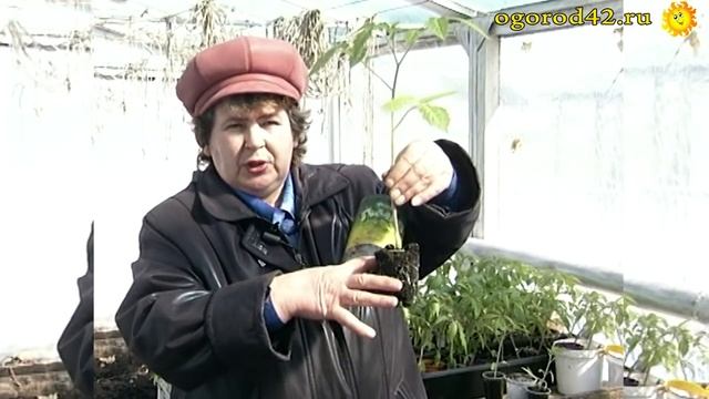 Обрезка корневой системы рассады томатов смотреть онлайн
