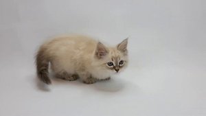Питомник  Невских Маскарадных кошек Звезда маскарада представляет Котенка по имени NORD