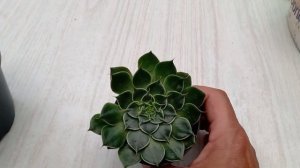 graptopetalum tacitus bellus /dicas de como cultivo