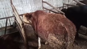 Откорм бычков. Конец откорма, результат! 15.05.2023г