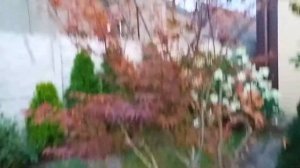 Японский КЛЁН, сохнут листья на клёне. Чем мы обрабатываем КЛЁН от болезни.