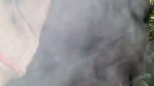 Копчение рыбы на яблоне