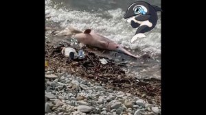 В Чёрном море массово гибнут дельфины..mp4