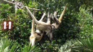 Чем удивит Южная Америка? Интересные факты \ Земля@people_and_space