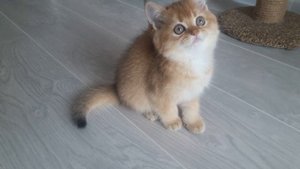 британская золотая шиншилла