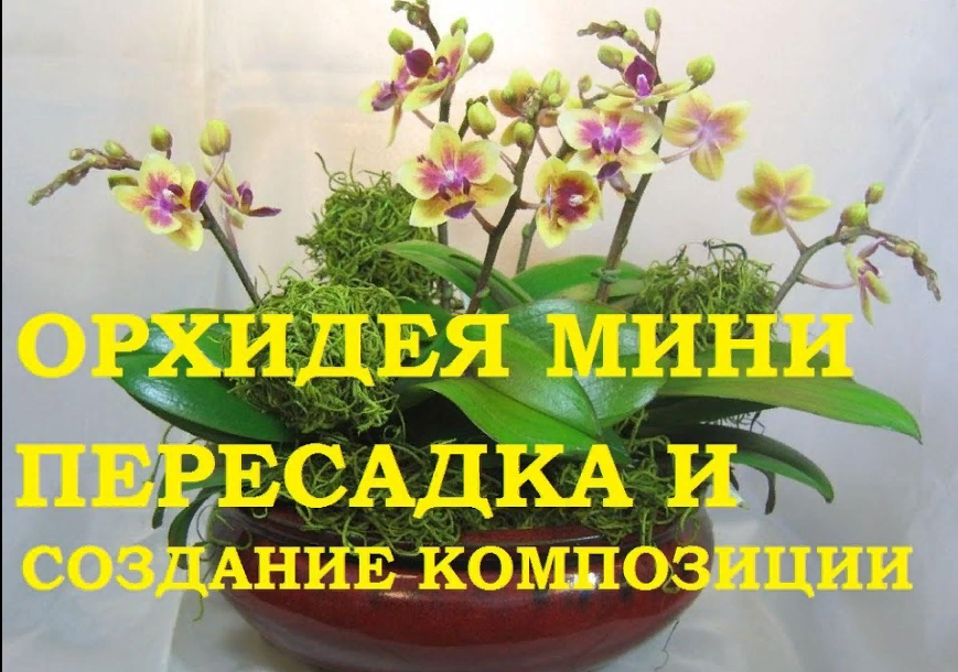 Орхидея Фаленопсис Мини Пересадка и создание композиции смотреть онлайн