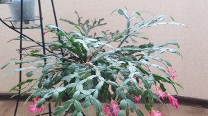 ПРОСТОЙ УХОД за ДЕКАБРИСТОМ и он Порадует  Цветением