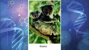 Биология 7 кл Пасечник §56 Многообразие зверей