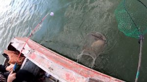 Как ловить много рыбы?  Очень эффективный способ.